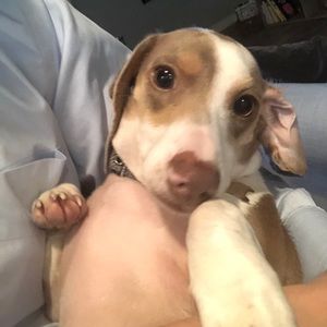 Meet your Posher, Sam